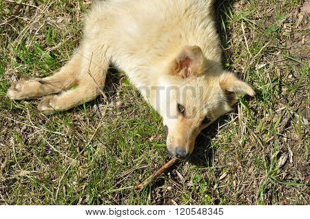 Spring dog