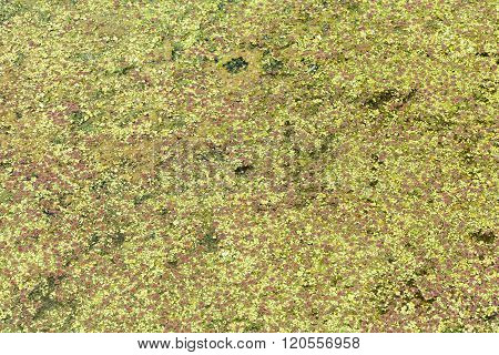 Mosquito Fern