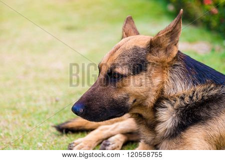 German Shepher Dog In Park