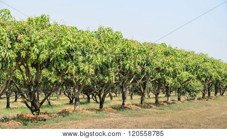 Mango Orchard In Thailand