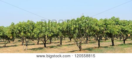 Mango Orchard In Thailand