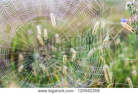 Photo Of Morning Light Rainbow Colour Refraction On The Web Of Golden Orb Spider