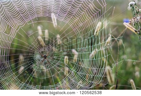 Spider And Web In The Dewy Morning