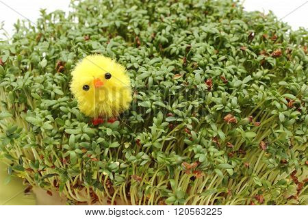 Easter Chicken Lying On Fresh Green Cuckooflower. White Background
