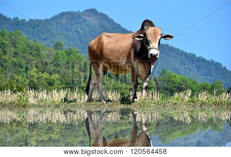 Brown cow