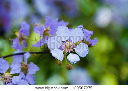 A beautiful white flower with green background.