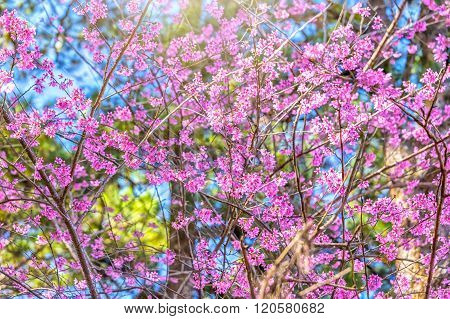 Spring sunshine on apricot cherry