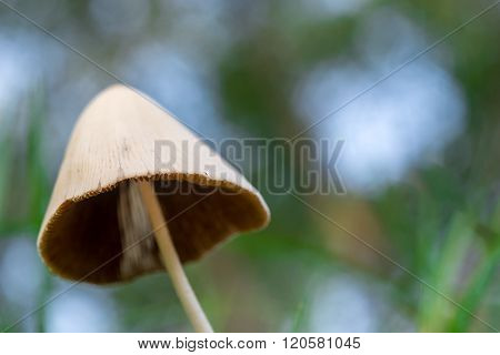 Wild Mushroom Macro Shot, Abstract Background