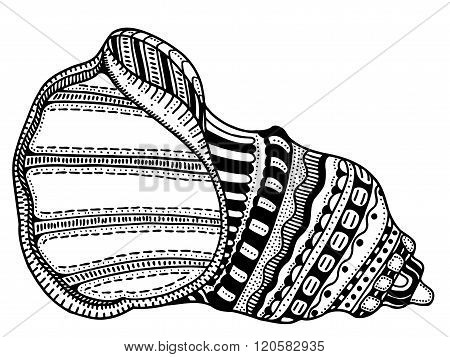 Zentangle Stylized Shell