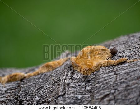 Fungus On A Tree Trunk
