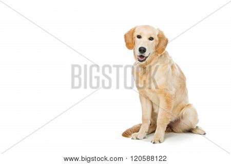 Young beautiul golden retriever dog