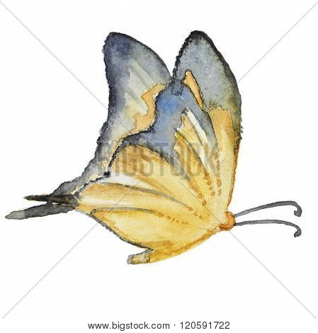 Watercolor butterfly on white
