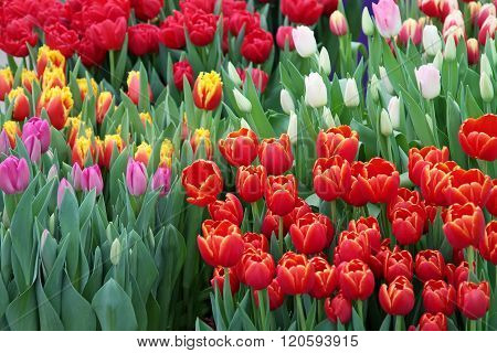 Tulip. Beautiful bouquet of tulips.