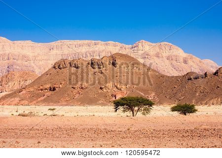 Stone Desert