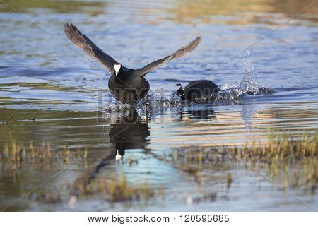 Two Red Knobbed Coots Chasing Each Other In Courtship