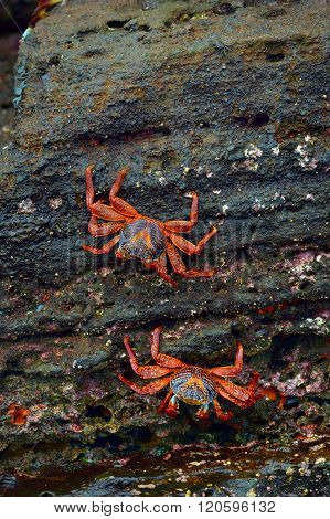 Sally Lightfoot crabs