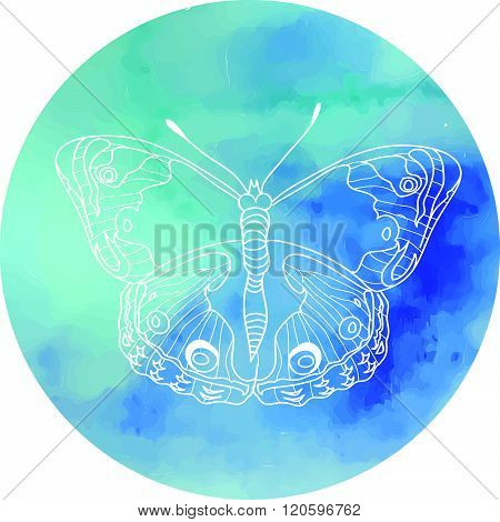 Butterfly Illustration