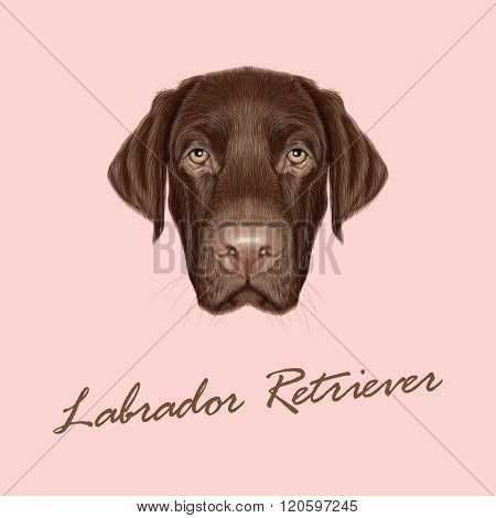 Labrador Retriever Dog portrait