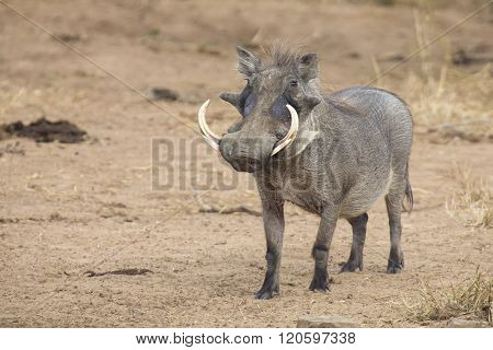 Single Old Warthog Walking To Waterhole To Drink