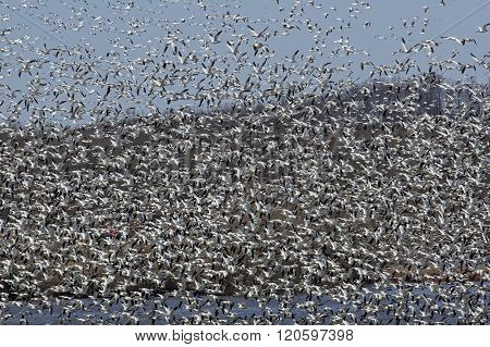 Spring Migration
