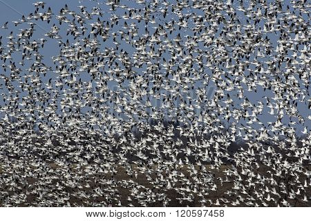 Spring Migration