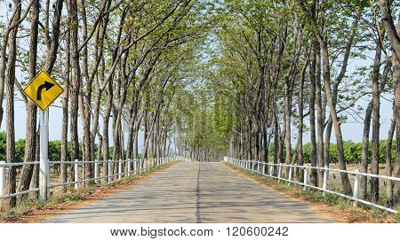 Tree Lined Road To Farm