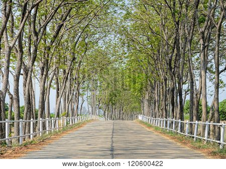 Tree Lined Road To Farm