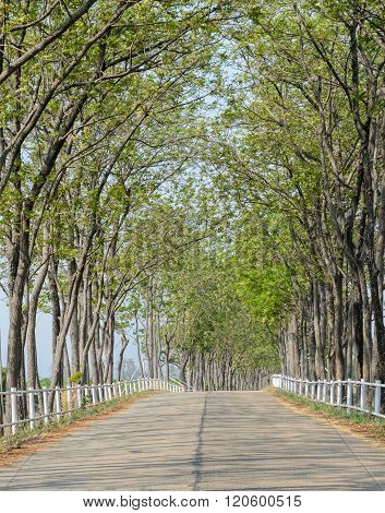 Tree Lined Road To Farm
