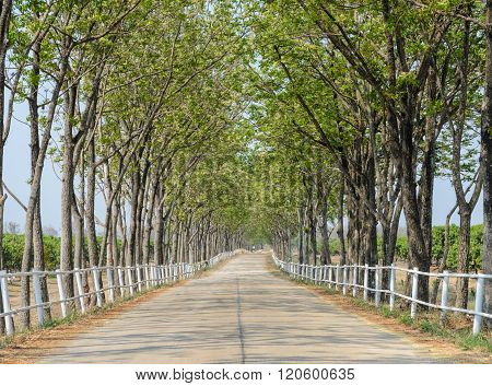 Tree Lined Road To Farm