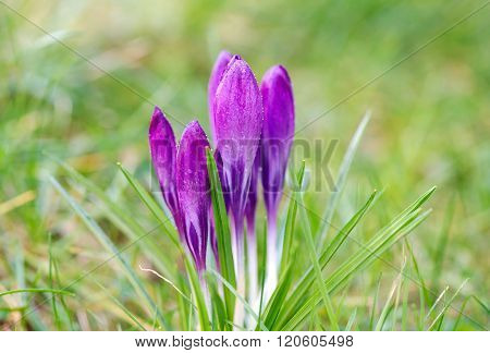 Purple crocus with drops of water