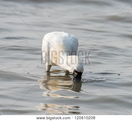 Black-faced Spoonbill