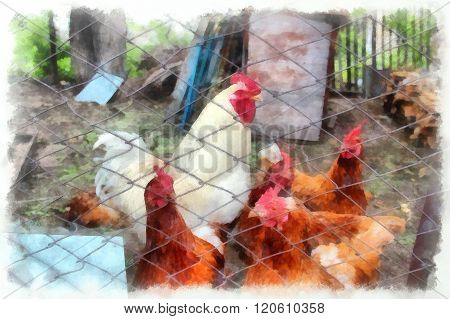 The snow-white cock walks hens lemmings in fence, Painted illustration in watercolor style