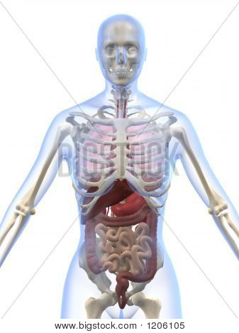 Female Anatomy Image & Photo (Free Trial) | Bigstock