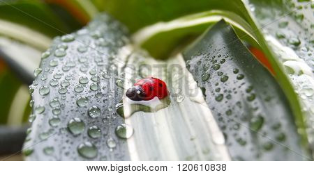 Ladybug In Rain Drops
