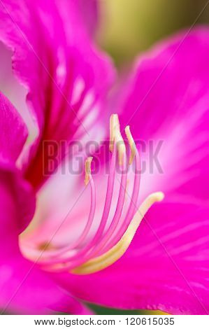 Flower Carpel Close Up