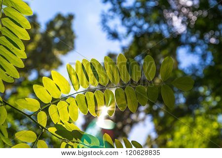 the sun's rays make their way through a green leaf on the sky background