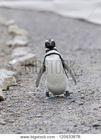 Magellanic Penguin