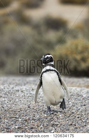 Magellanic Penguin