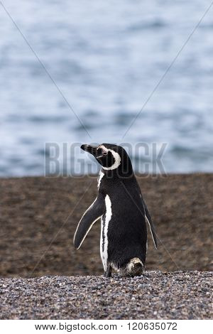 Magellanic Penguin