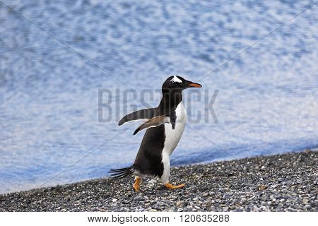 Magellanic Penguins