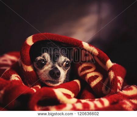  a cute chihuahua in a blanket looking nervous or scared toned with a retro vintage filter instagram app or action effect 
