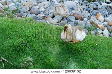 A single wild duck (mallard anas platyrhynchos) searching for food in the stones