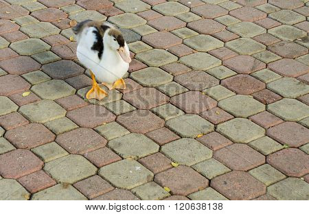A single wild duck (mallard anas platyrhynchos) walking on paving stones in the city center
