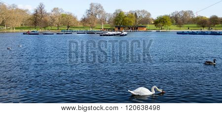 European style picturesque landscape with pond swans and ducks