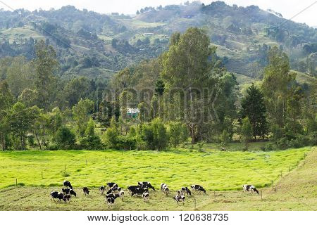 Rural picturesque landscape with grazing cows in Latin America