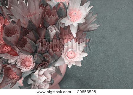 Colorful lotus flower pastel tone