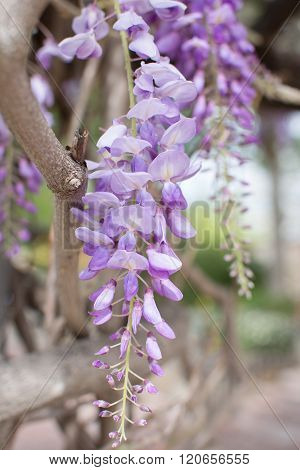 purple flower hanging on a tree in summer