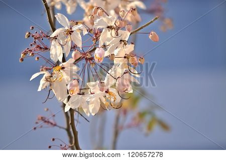 Pink flower of Wishing tree