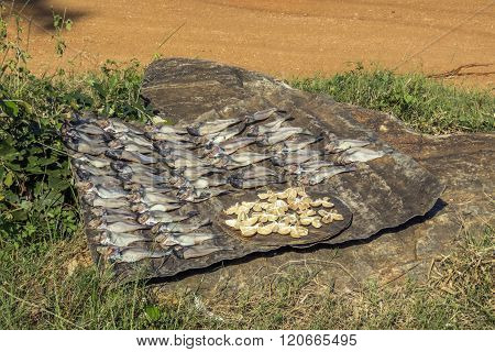dead fishs drying under the sun at Kalpitiya Lagoon, Sri Lanka