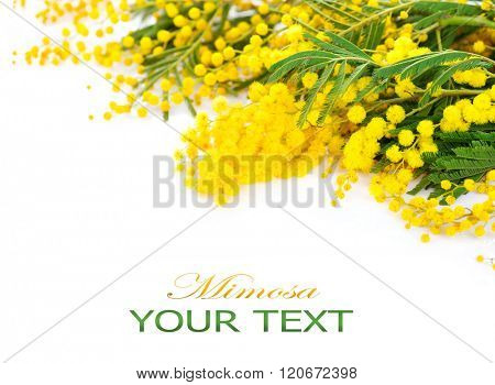 Mimosa spring flowers branch border isolated on a white background. Bouquet of beautiful yellow fresh mimosa. Easter Border design. Mother's Day